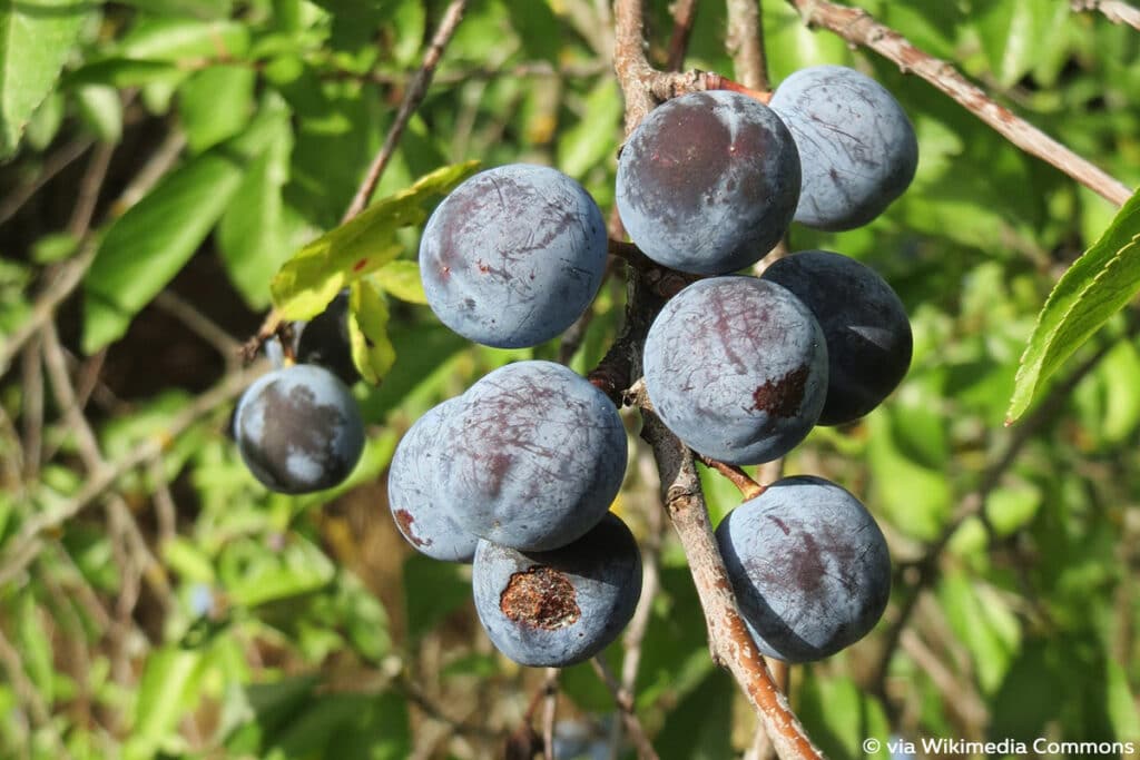 Schlehe (Prunus spinosa), blaue Beeren