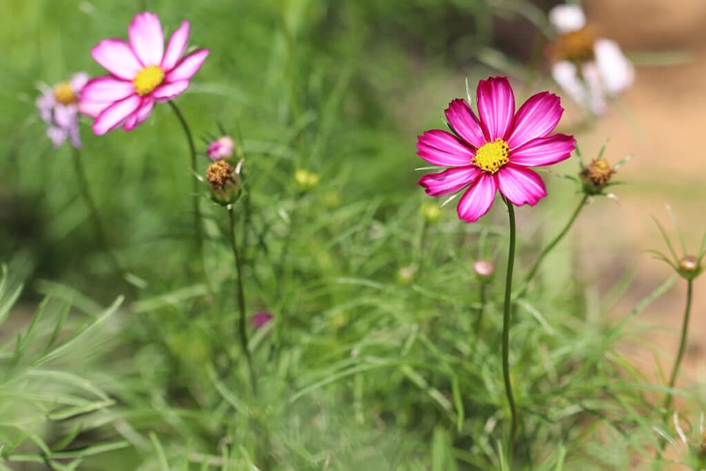 Cosmea (Cosmos bipinnatus), Sommer Blumen