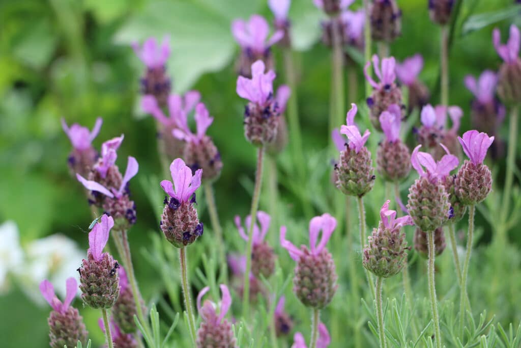 Schopflavendel (Lavandula stoechas)