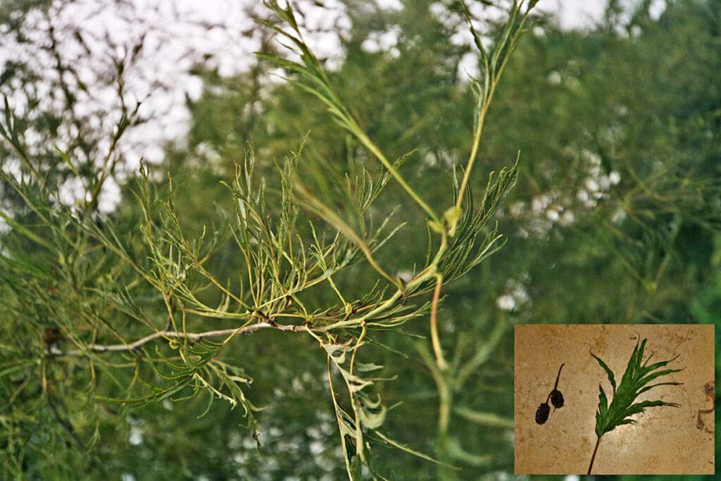 Alnus glutinosa "Imperialis"