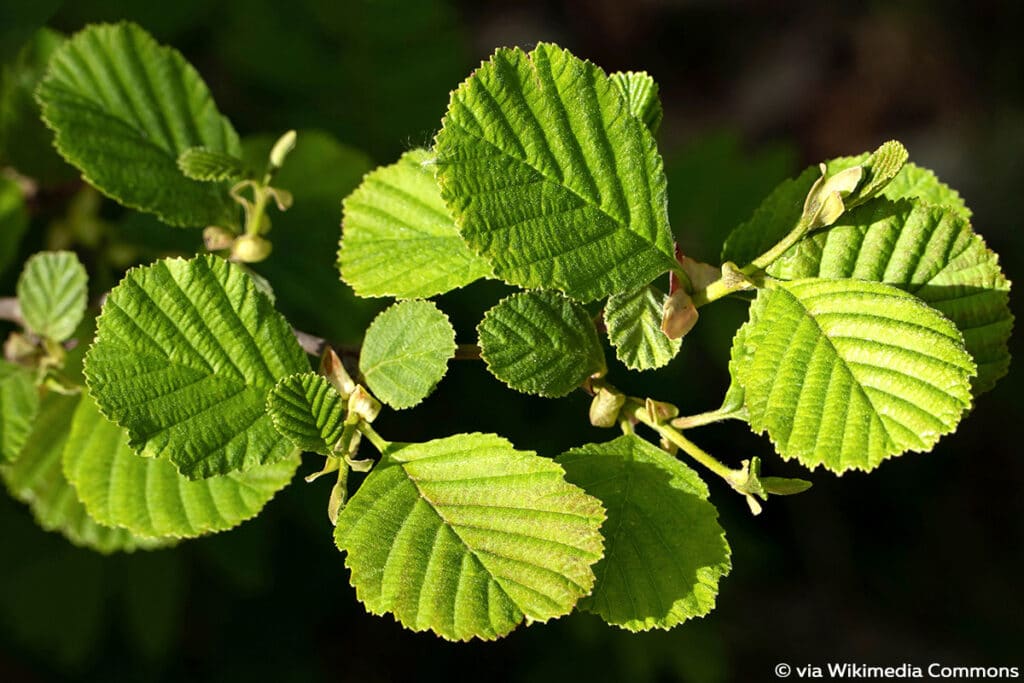 Schwarz-Erle (Rot-Erle, Alnus glutinosa), Erlenblatt