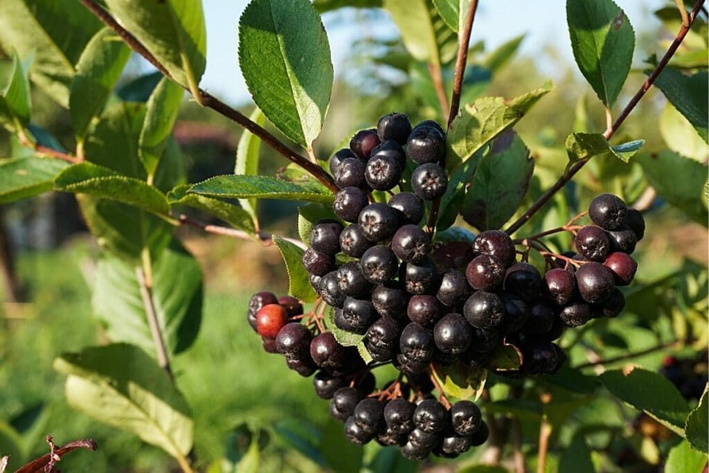 Schwarze Apfelbeere - Aronia melanocarpa