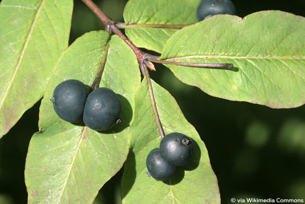 Schwarze Heckenkirsche - Lonicera nigra