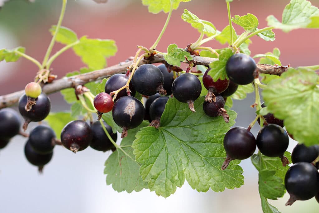 Schwarze Johannisbeere - Ribes nigrum