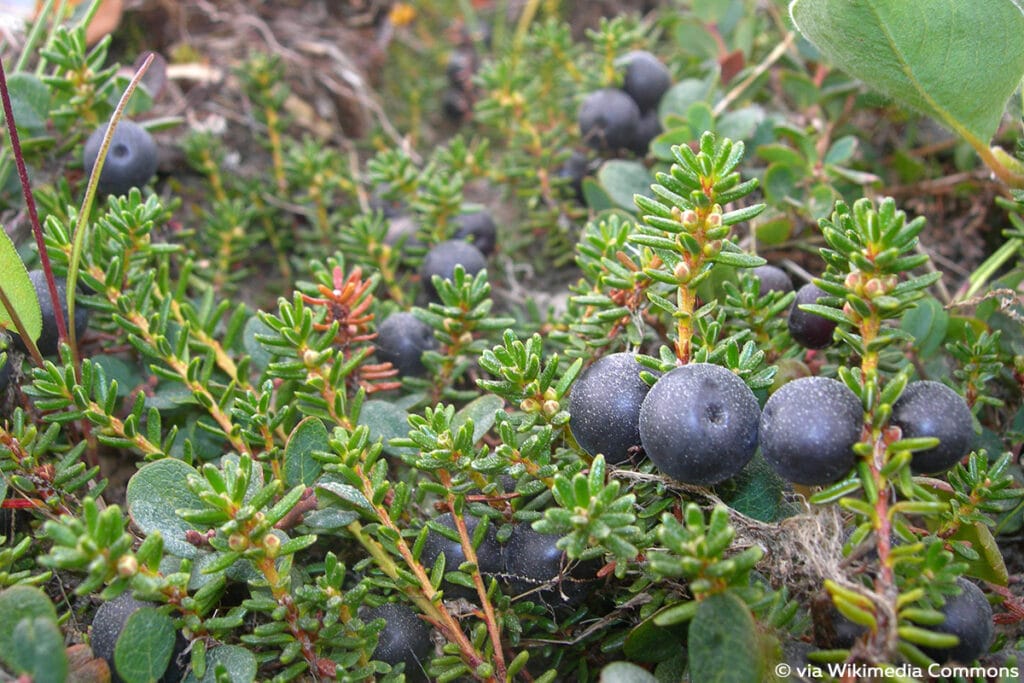 Schwarze Krähenbeere - Empetrum nigrum