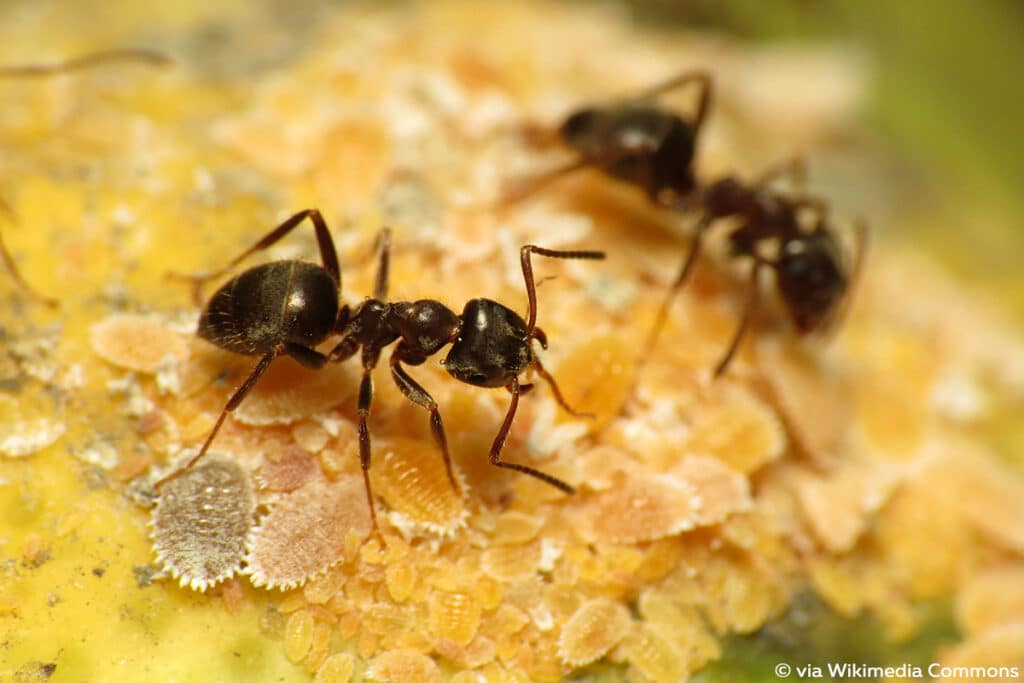 Schwarze Weg-Ameise (Lasius niger)