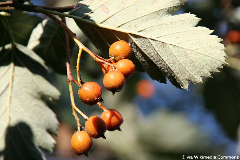 Schwedische Mehlbeere (Oxelbeere, bot. Sorbus intermedia)