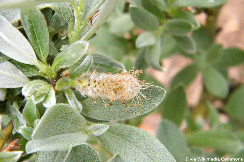 Schweizer Weide (Salix helvetica)