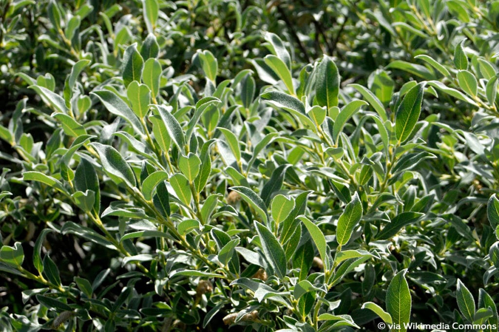 Seidenweide (Salix glaucosericea)