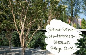 Sieben-Söhne-des-Himmels-Strauch