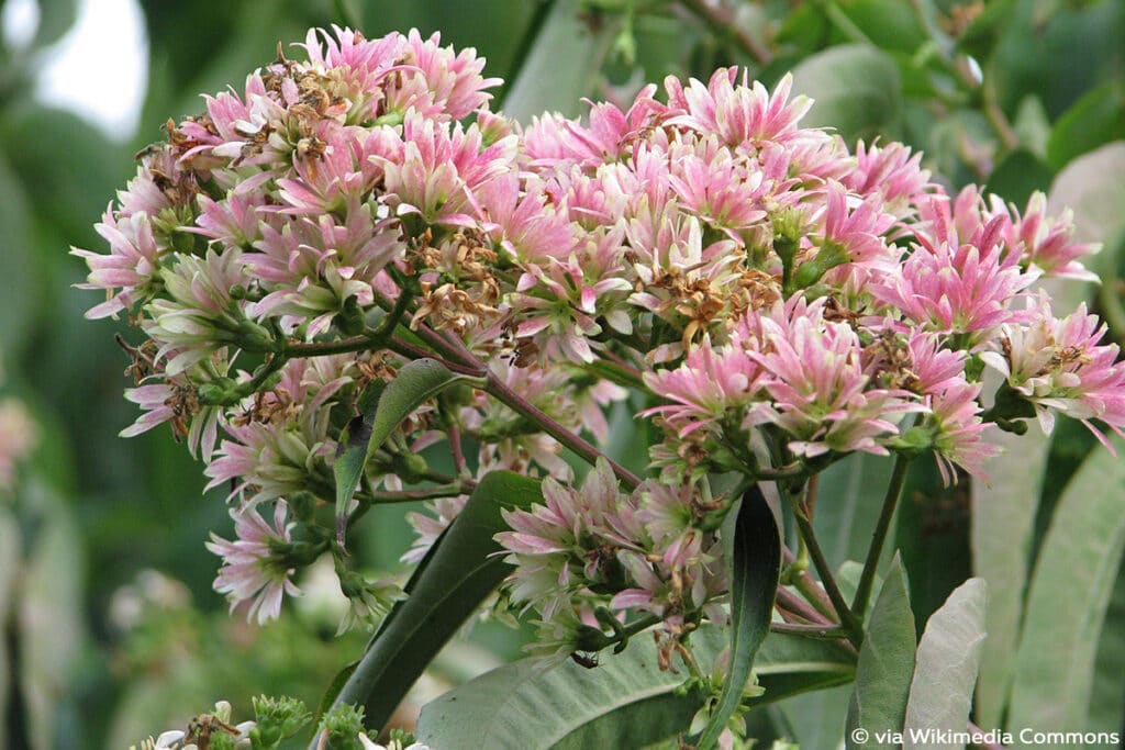 Heptacodium miconioides