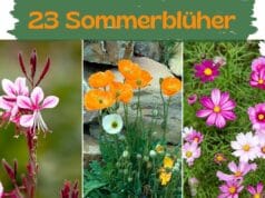 Sommerblüher