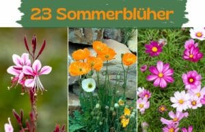 Sommerblüher