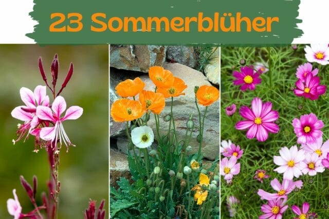 Sommerblüher