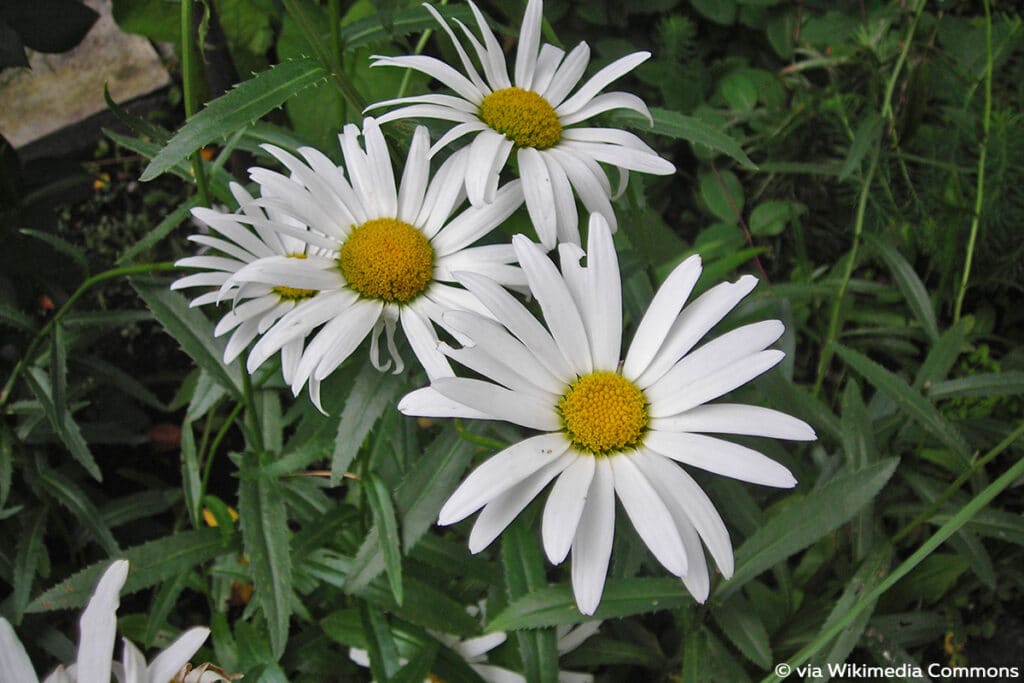 Sommermargerite (Leucanthemum x superbum)