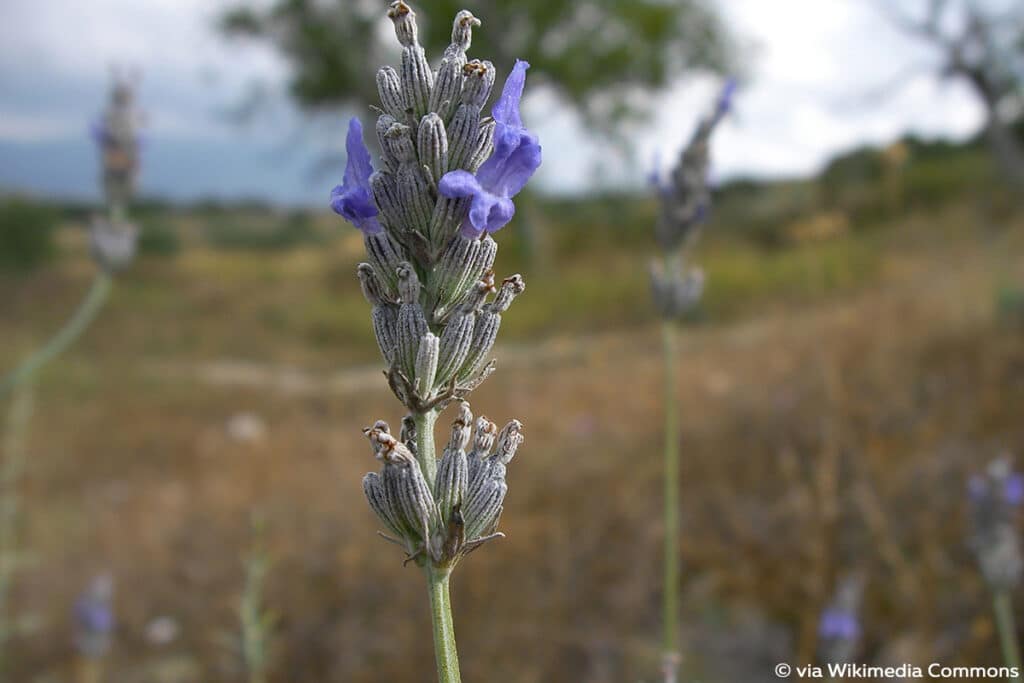 Speiklavendel (Lavandula latifolia)