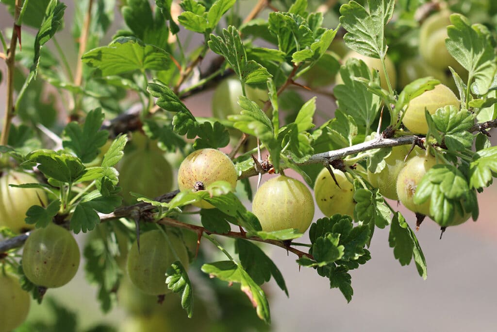 Stachelbeere (Ribes uva-crispa)