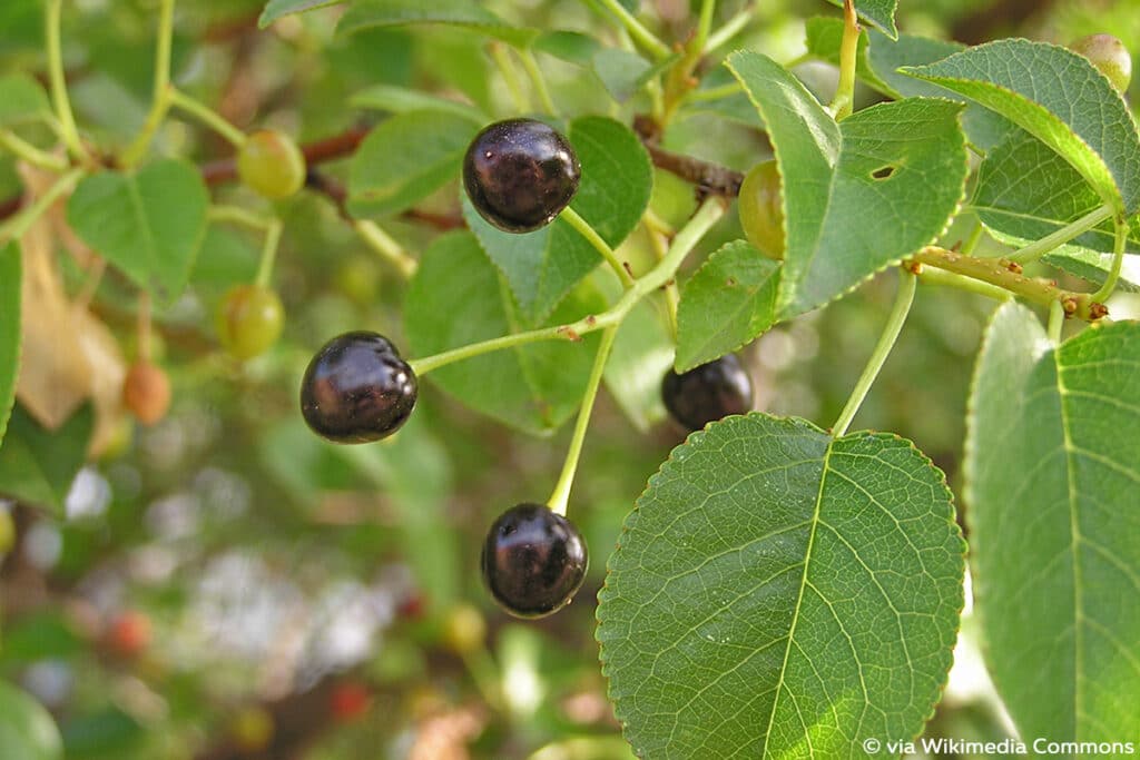 Steinweichsel - Prunus mahaleb