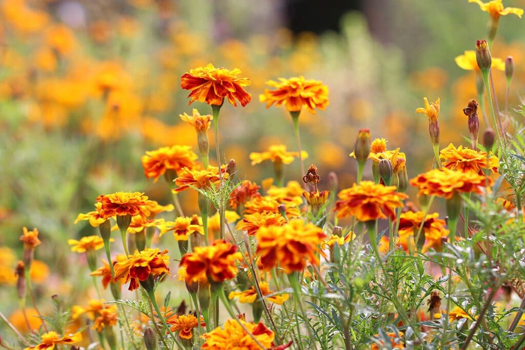 Studentenblume (Tagetes)