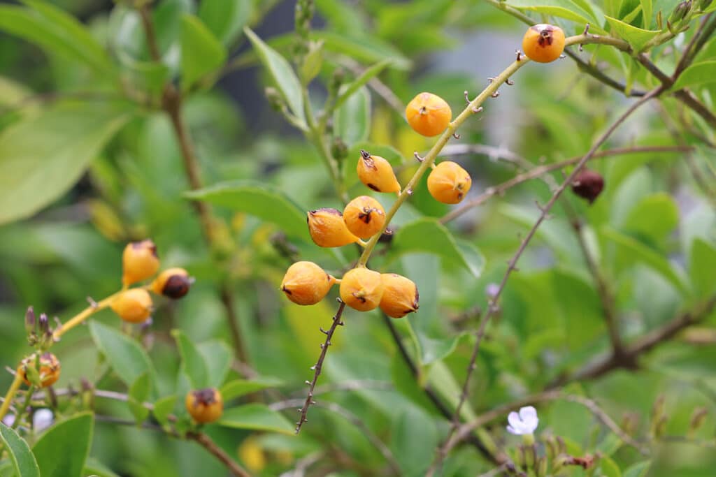 Taubenbeere Geisha Girl (Himmelsblüte, bot. Duranta erecta)