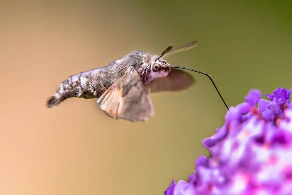 Macroglossum stellatarum