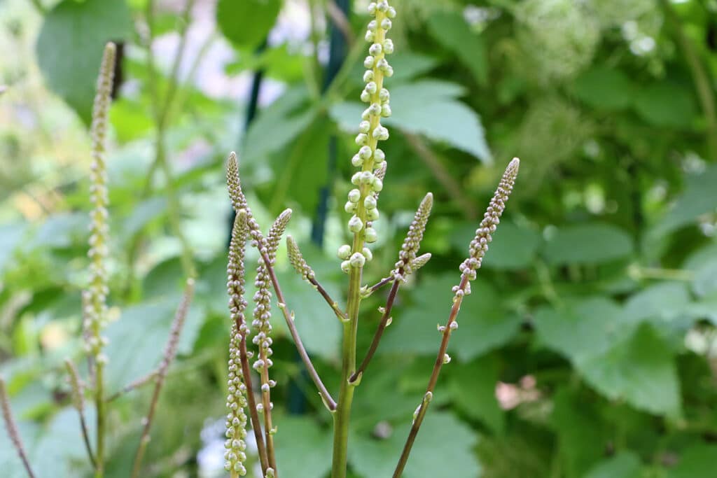 Traubensilberkerze (Actaea racemosa), Schattenblume