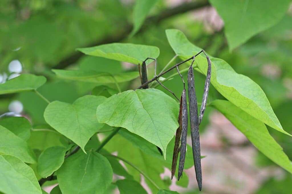 Trompetenbaum (Catalpa bignonioides), große Blätter