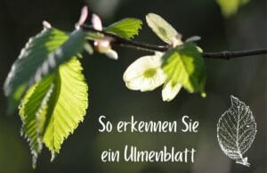Ulmenblatt