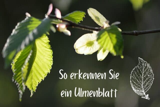 Ulmenblatt