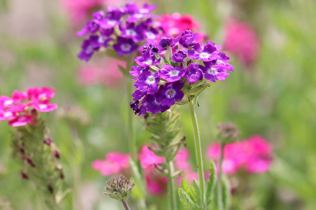 Verbene (Verbena), Sommer Blumen