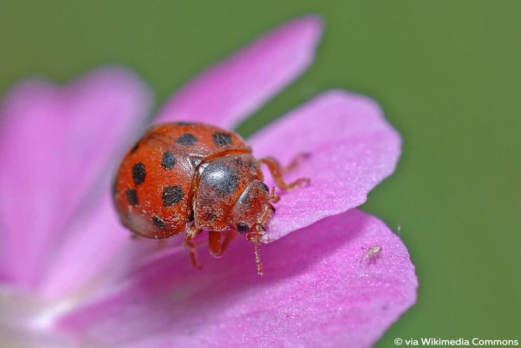 Vierundzwanzigpunktmarienkäfer (Subcoccinella vigintiquatuorpunctata)