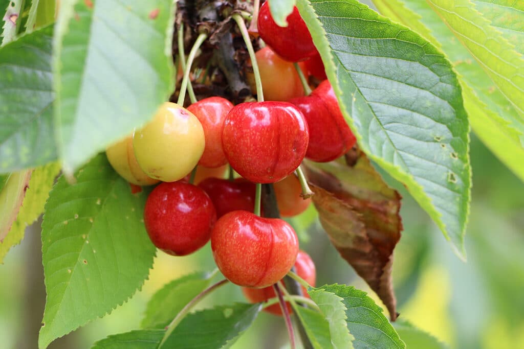 Vogelkirsche (Prunus avium)