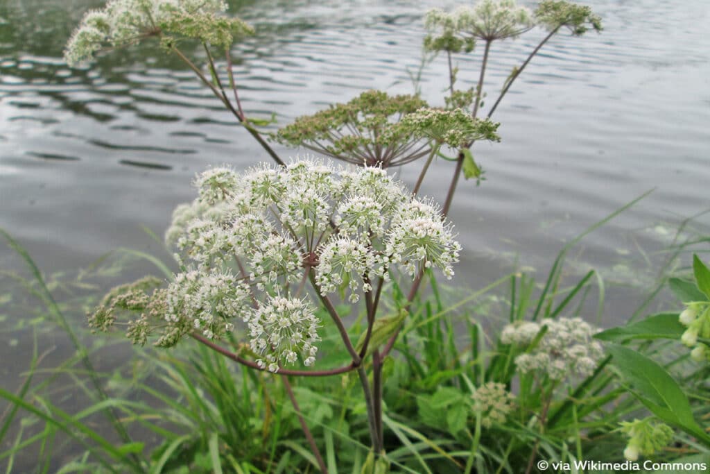 Wald-Engelwurz (Angelica sylvestris), weiße Blüten