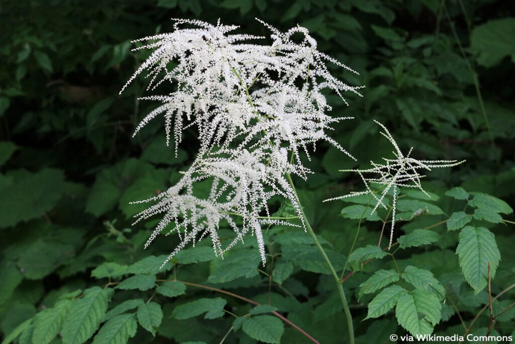 Wald-Geißbart (Aruncus dioicus), weiße Blüten