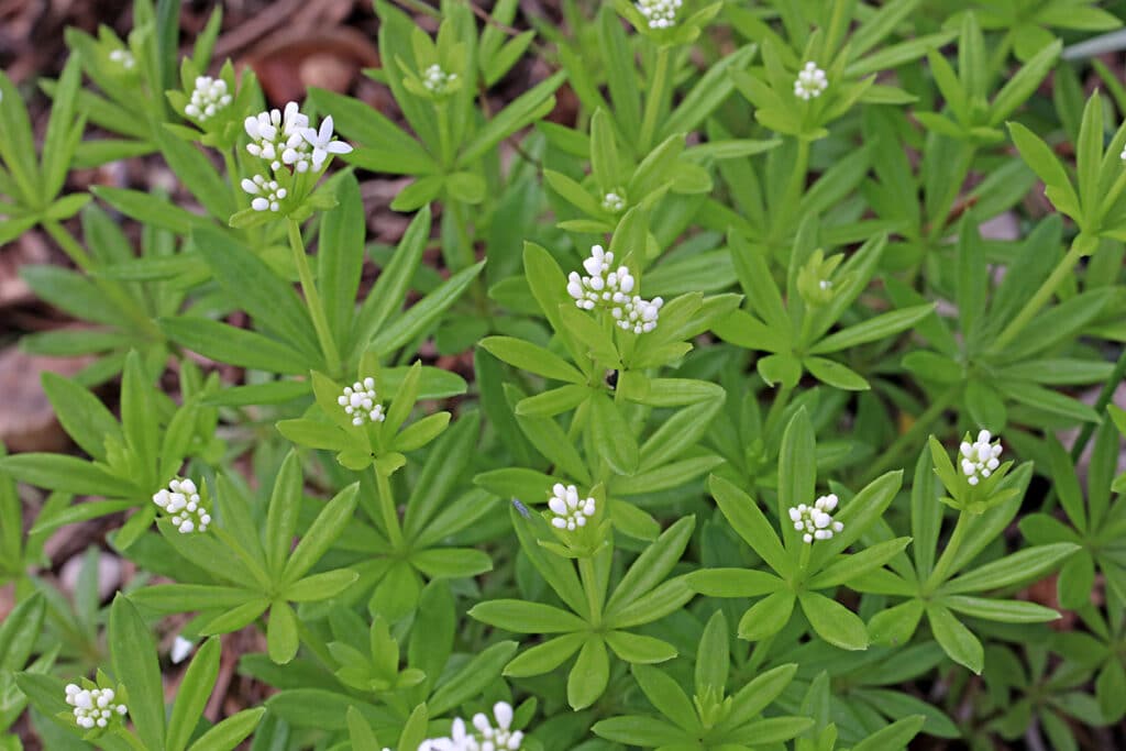 Bodendecker für Schatten und Halbschatten - Echter Waldmeister (Galium odoratum)