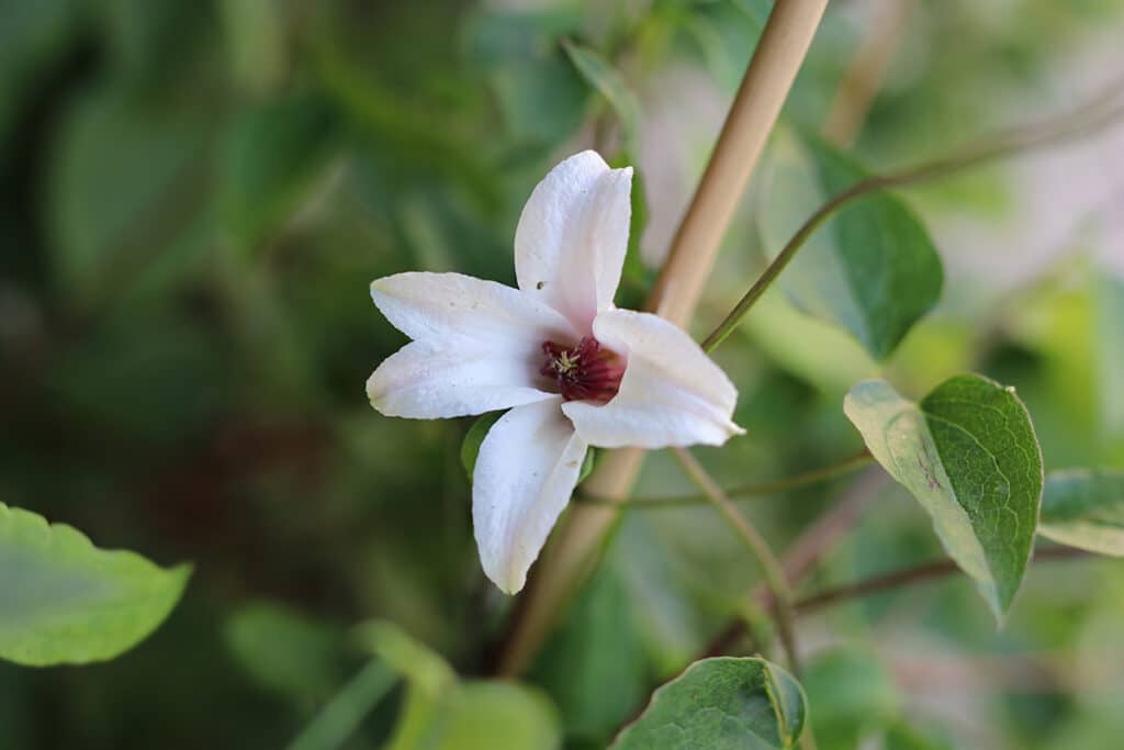 Waldrebe (Clematis), weiße Blüten