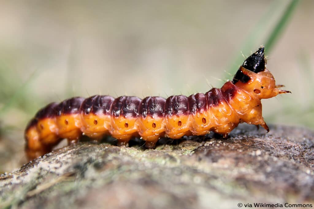 Weidenbohrer (Cossus cossus), Raupen mit Haaren