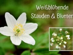 Weißblühende Stauden und Blumen