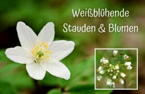 Weißblühende Stauden und Blumen