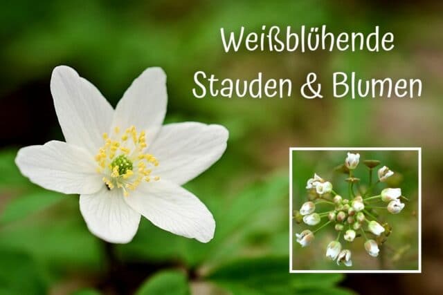 Weißblühende Stauden und Blumen