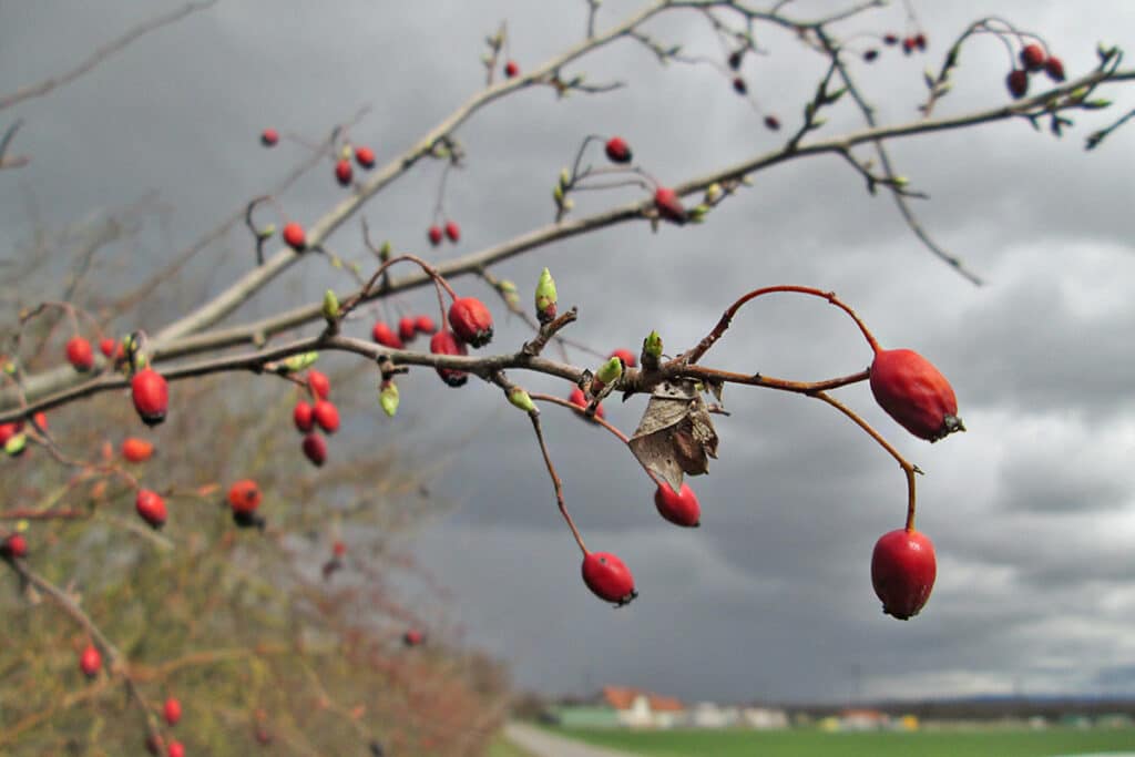 Weißdorn (Crataegus monogyna), rote Beeren