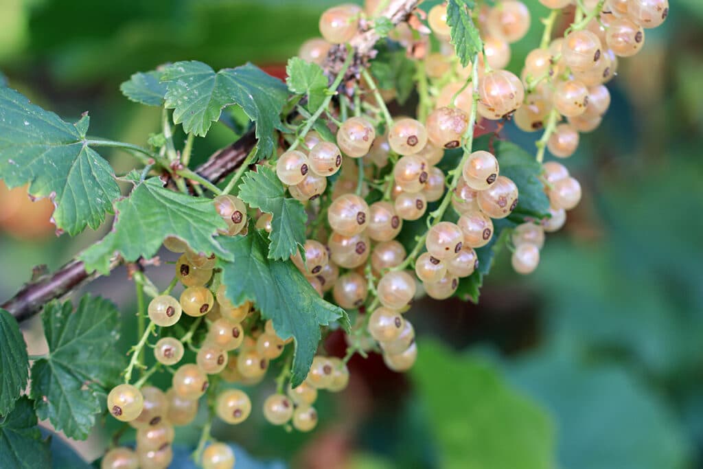 Weiße Johannisbeere, Ribes rubrum