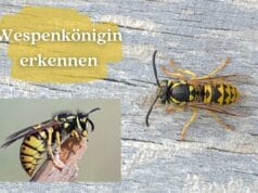 Wespenkönigin erkennen