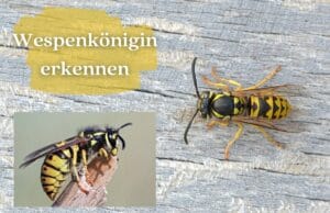 Wespenkönigin erkennen