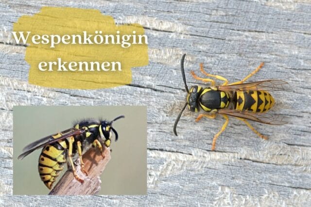 Wespenkönigin erkennen