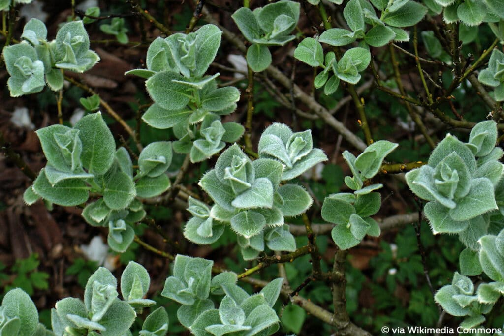 Woll-Weide (Salix lanata), Weidensträucher