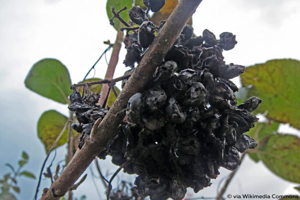 schwarze Beeren, Wolliger Schneeball - Viburnum lantana