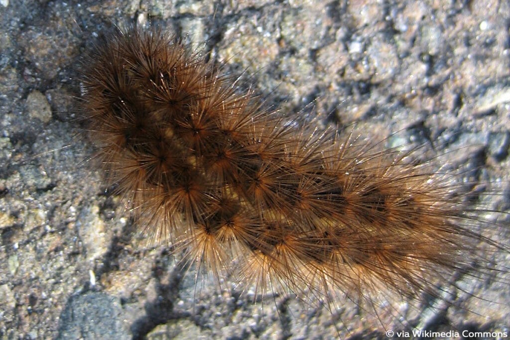 Zimtbär (Phragmatobia fuliginosa)