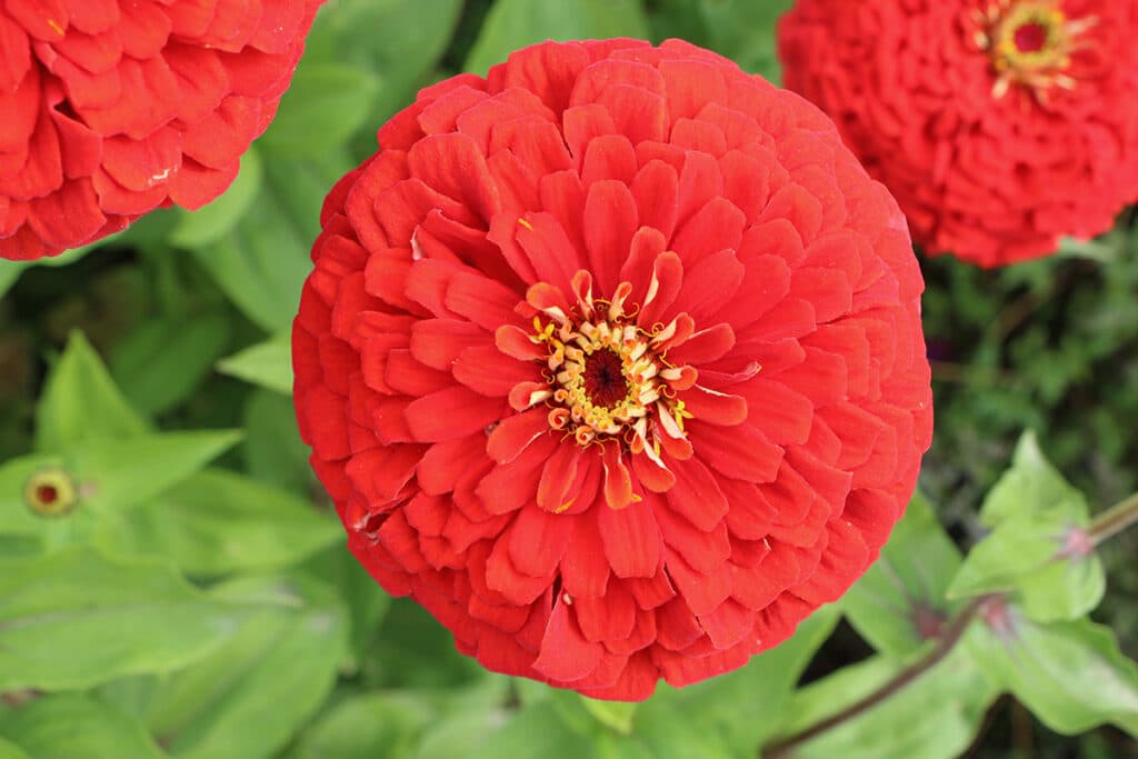 Zinnie (Zinnia elegans)