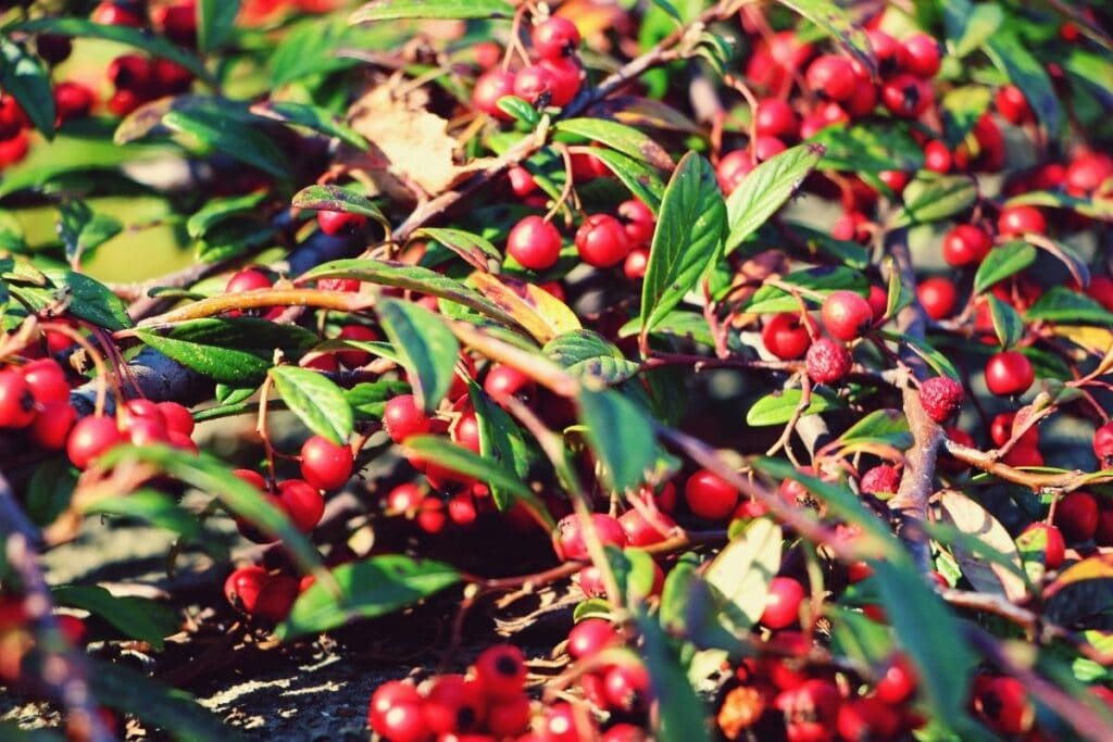 Zwergmispel (Cotoneaster), rote Beeren